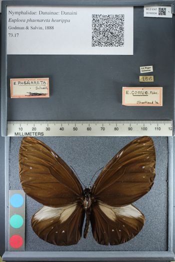 Media type: image;   Entomology 160534